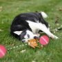 Peppy Pet Ball is a Robotic Toy Made to Keep Your Dog Active and Happy