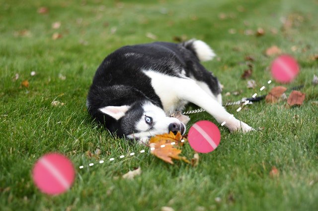 Peppy Pet Ball is a Robotic Toy Made to Keep Your Dog Active and Happy